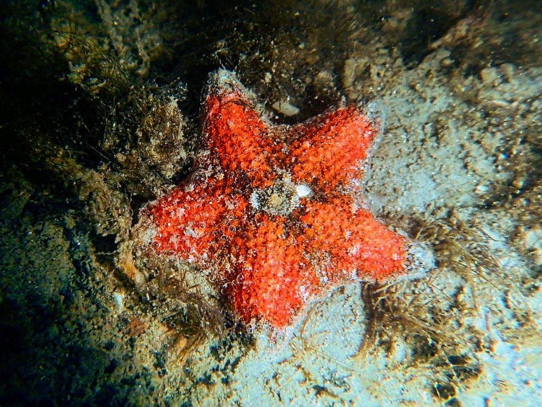 Spotting seastars on Mumbais shores is becoming less common though, says MLOM. Just like the stars over the citys sky, seeing a seastar now feels like a beacon of hope that the life here is trying hard to survive